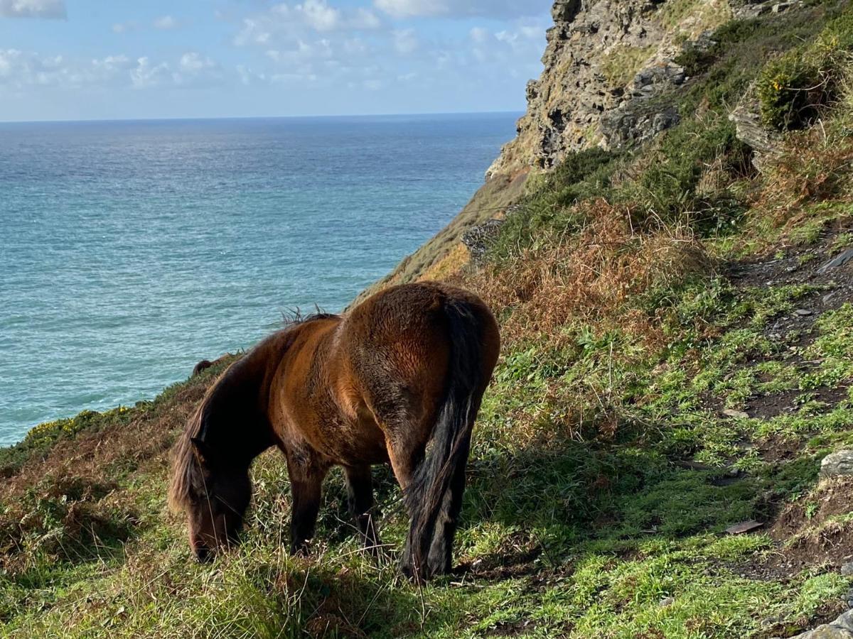 Polrunny Farm Blackberry Cottage - Cornwall Bliss In Sight Of The Sea Boscastle Exterior foto
